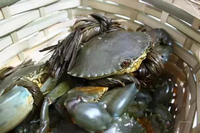 请问清炸小扒皮鱼的做法，炸小剥皮鱼的做法大全（今后再也不怕不认识海鲜了）