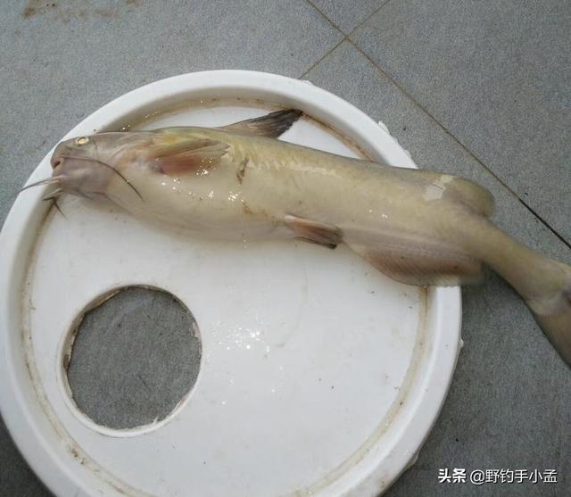 白鮰鱼和黑鮰鱼的区别是什么，它和鲶鱼大同小异却让人情有独钟—浅谈长江鮰鱼钓法选择