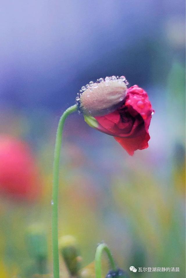 野罂粟(野罂粟图片,美丽却"邪恶"的罂粟花(野罂粟长什么样)