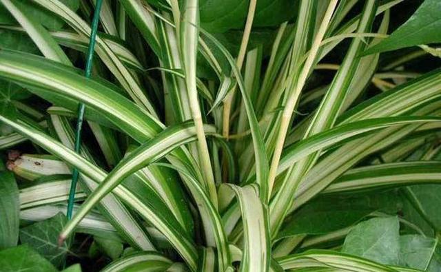 吊兰图片，最受欢迎的4种吊兰（吊兰开花的图片）