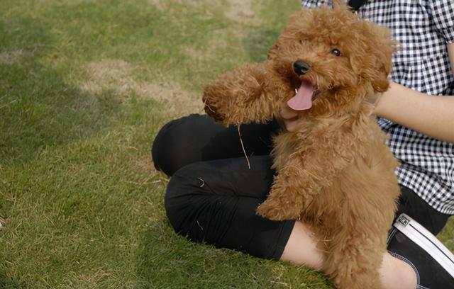 比熊犬智商相当于几岁，比熊智商相当于几岁（常见的7种狗狗的“寿命”）