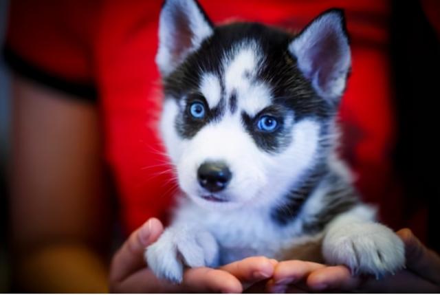 小哈士奇，家里养一只“哈士奇”（哈士奇幼犬拉稀怎么办）