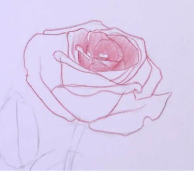 玫瑰花的简笔画，玫瑰花简笔画画法详解（教你掌握3个步骤画出“蔷薇玫瑰”）