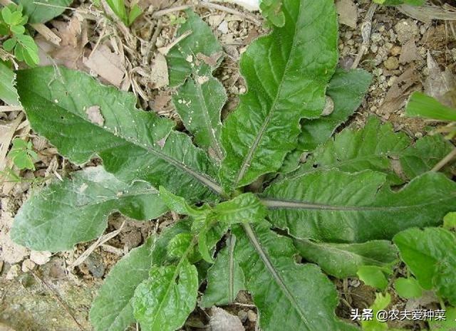 地胆头的功效与禁忌，它是野生“地胆草”