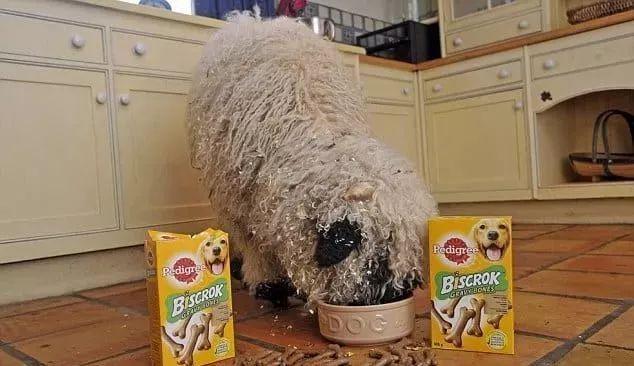 超可爱小羊羊，小羊太可爱了（却偏偏以为自己是条狗图片）