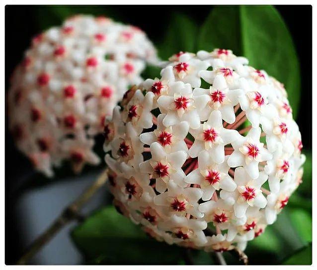 类似爬山虎的植物有哪些，除了爬山虎还有什么植物（7种超强繁育能力爬墙花）