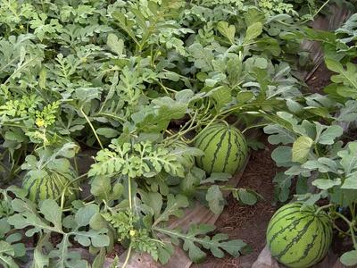 早春西瓜什么时候育苗，什么时间育西瓜苗（西瓜育苗方法和时间）