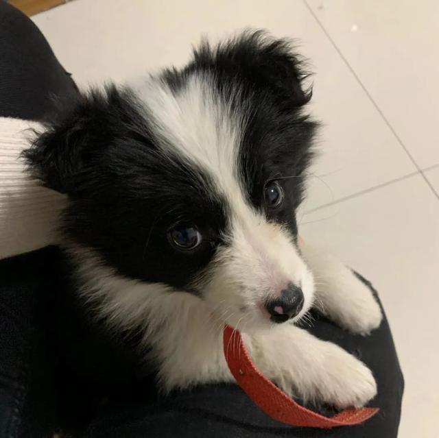 金毛犬，6种狗狗小时候和长大的对比（金毛犬的优缺点及性格）