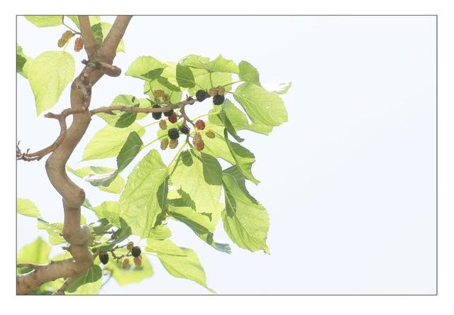 风水树都有啥树 风水有什么禁忌，风水树都有啥树（你认为有道理吗）