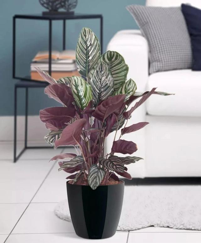 孔雀竹芋有什么作用，孔雀竹芋百科（观赏竹芋就养成室内好看的观叶植物）