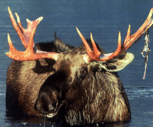 大角鹿被称为爱尔兰麋鹿还是北美驯鹿，爱尔兰麋鹿灭绝了吗（哺乳纲动物之牛科动物）