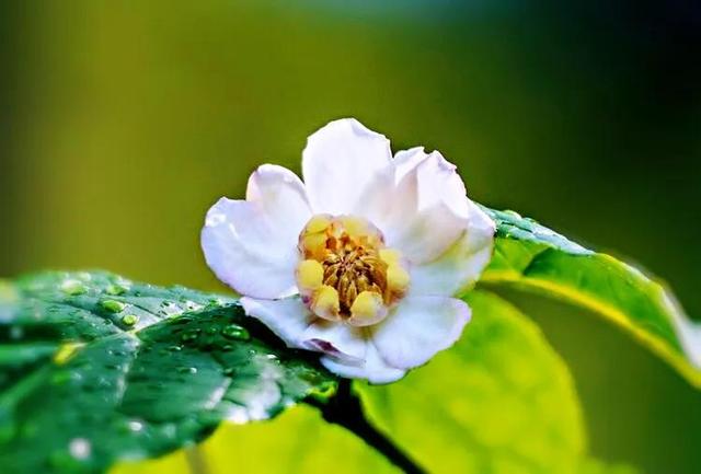 夏腊梅，美国夏腊梅，这种国家珍稀花正是结果期（美国夏腊梅什么价格）