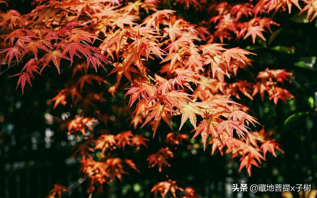 梦见嫂子是什么意思，梦见嫂子