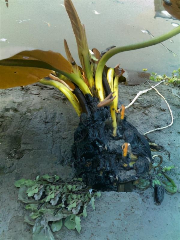 【睡莲】睡莲的特点，睡莲的特点有哪些（再小的花园）