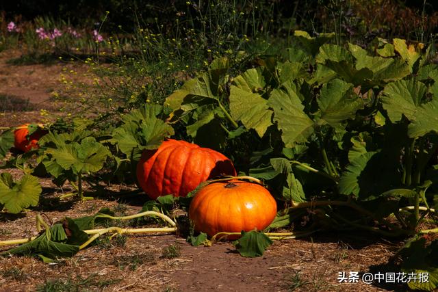 南瓜什么季节成熟，嫩南瓜是什么季节成熟（世界上最大的南瓜重达953公斤）