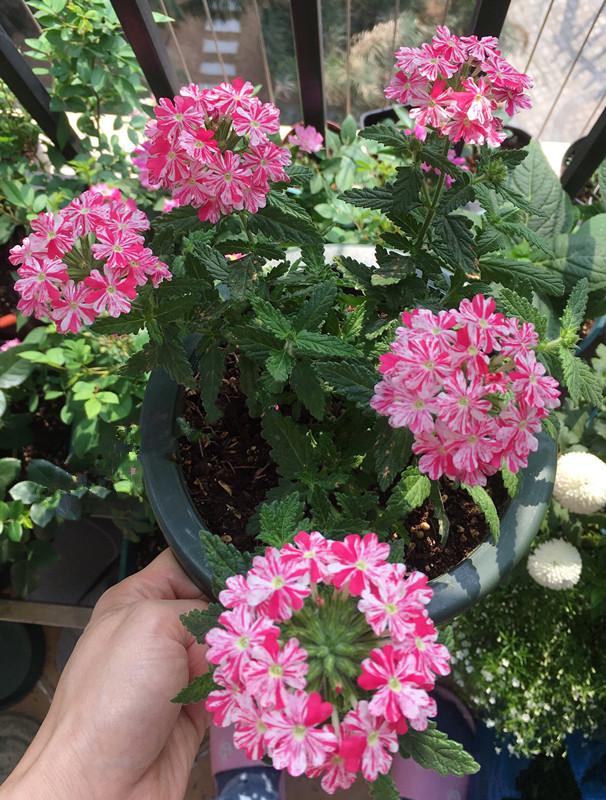 马鞭草花期多久，马鞭草生长期多少天（此种盆栽植物）