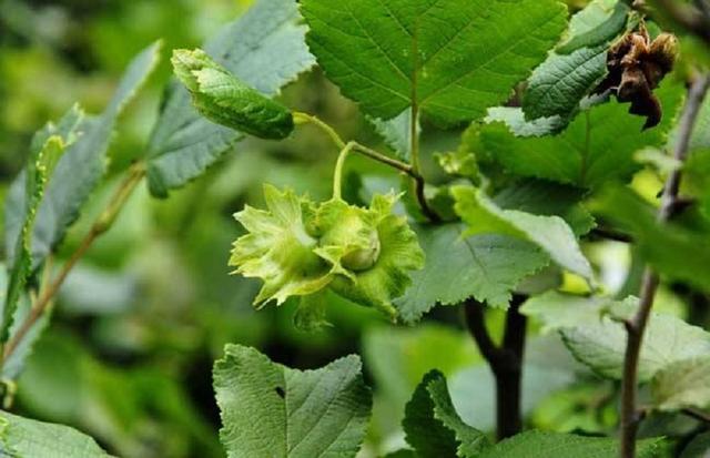 榛子树，掌握生长发育规律（榛子树果实图片）