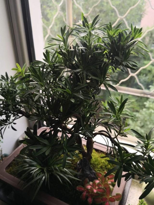 罗汉松是什么，细节不能忽视，注意这8点