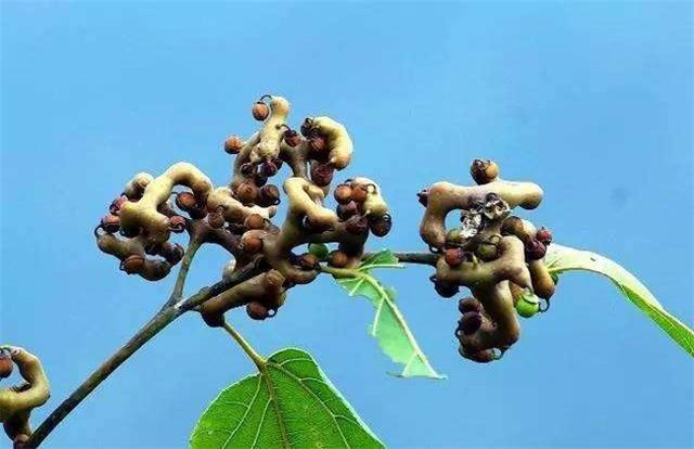 拐枣种植技术，拐枣种植技术视频（拐枣的高产栽培种植技术）
