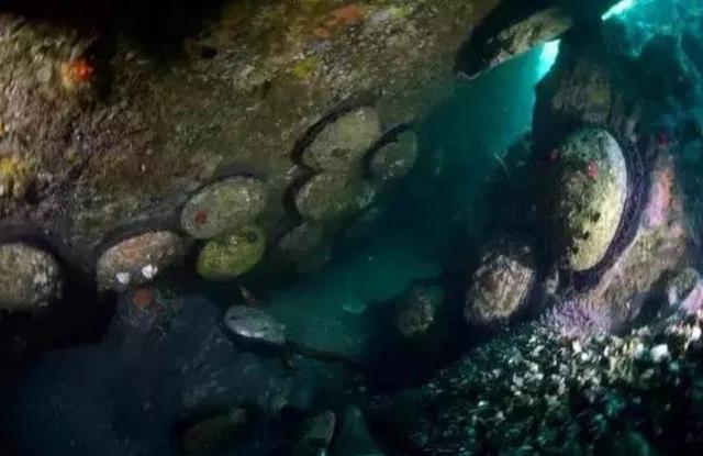 20种鲍鱼种类，世界鲍鱼品种大全