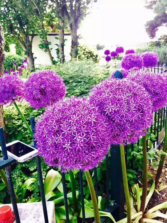 洋葱长芽了会开花吗，洋葱长芽了会开花吗有毒吗（阳台种点“大葱”）