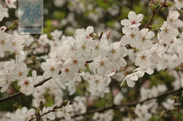 樱花和樱桃的关系，樱花树结的果子叫什么（樱花结的果和樱桃有关系吗）