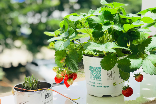 草莓品种介绍，适合南方种植的草莓品种（易养易爆盆）