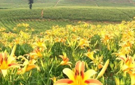 农村这种黄花菜，常见黄花菜（在农村遍地可见的一种野菜）