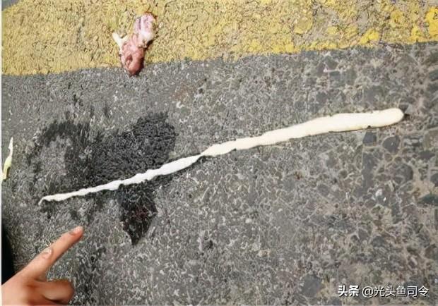 鱼生寄生虫(顺德鱼生寄生虫)