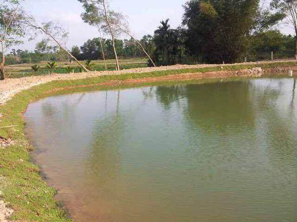 挖鱼塘的最佳方法，鱼塘要怎么挖才能挖得好（新挖的鱼塘应该注意哪些事项呢）