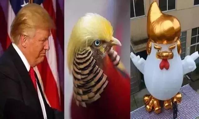 中国的国鸟是什么鸟,中国的国鸟是什么动物(绝大多数的人都不知道) 中国的国鸟是什么鸟,中国的国鸟是什么动物(绝大多数的人都不知道)