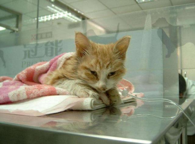 猫咪呕吐怎么办，猫咪呕吐的时候该怎么办（猫咪呕吐是什么原因）