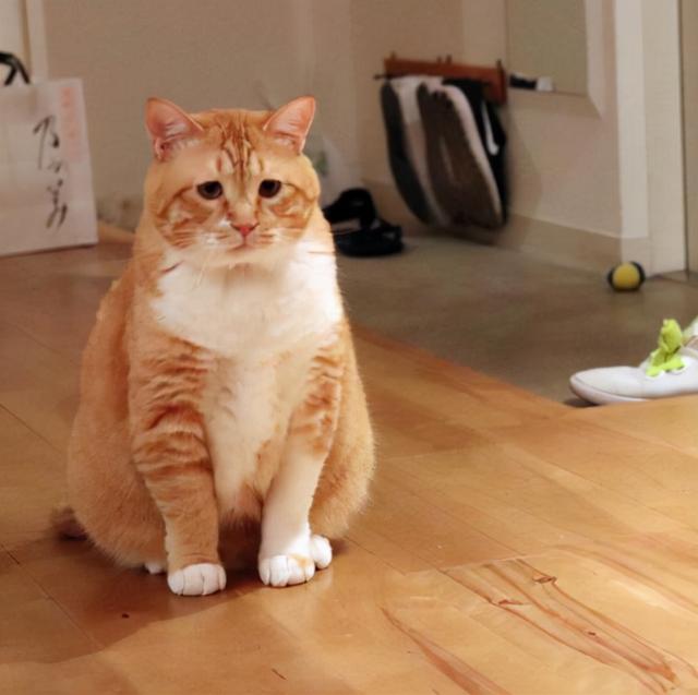 猫咪品种大全及图片，猫咪品种大全及价格（猫咪品种图片价格大全）