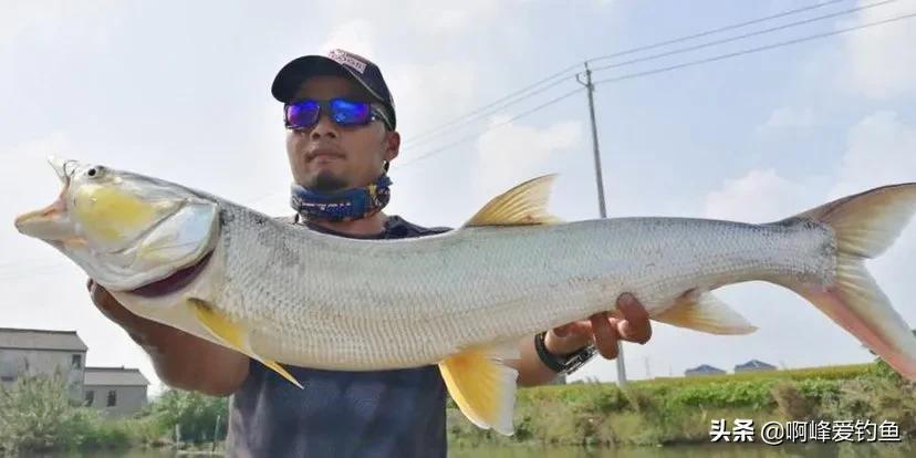 鳡鱼被公认为淡水掠食霸主，凶猛习性与生态地位引人关注，是水域食物链顶端的重要物种。