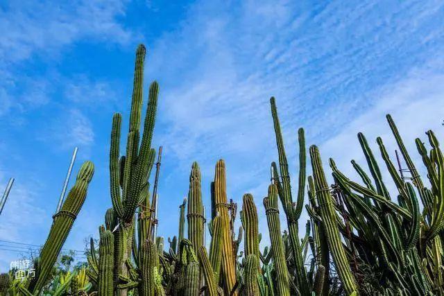 厦门万石植物园里有哪些植物，厦门万石植物园里有哪些植物花（种满多肉的植物园）