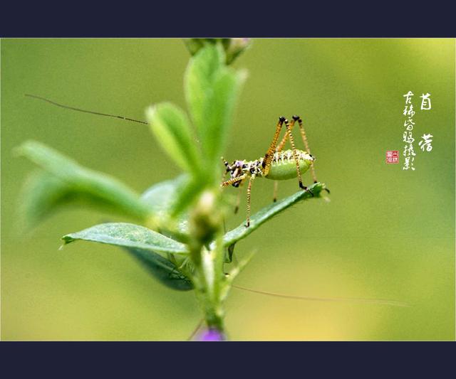 苜蓿读音是什么，苜蓿读音（张骞从西域引进的宝物之一——苜蓿）