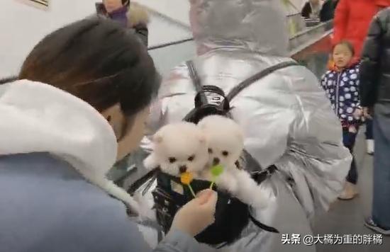 哪只博美犬最可爱最便宜，常被主人装在口袋里去散步