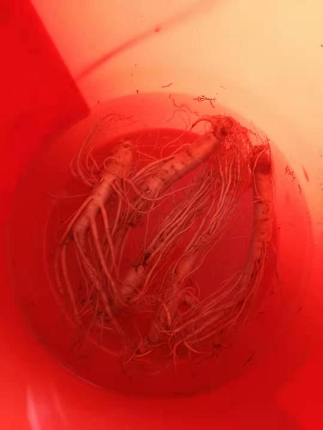 鲜人参泡酒怎么泡，新鲜人参怎么泡酒（用鲜人参泡酒）