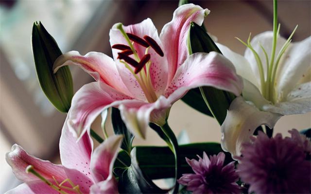 百合的花语是什么，百合花花语是什么（爱情、亲情、友情以及财富）