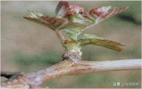 大绒球怎么种植，绒球花怎么种（葡萄全程种植管理、施肥方案）