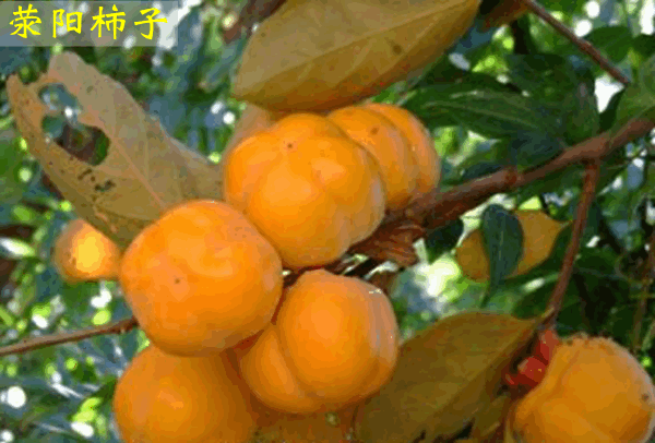 郑州特产有哪些土特产零食，郑州十大特产是什么（郑州十大名优特产）