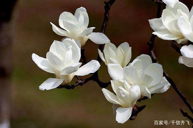 玉兰花花语，玉兰花花语和寓意（赞美玉兰花的诗词推荐）