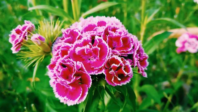 天堂鸟花语，天堂鸟花图片（你知道大自然中这些花的花语吗）