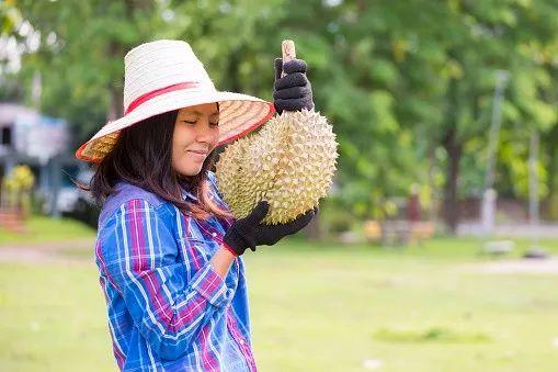长柄猫山王的介绍，长柄猫山王是什么品种（属榴莲狂热粉的先上车）