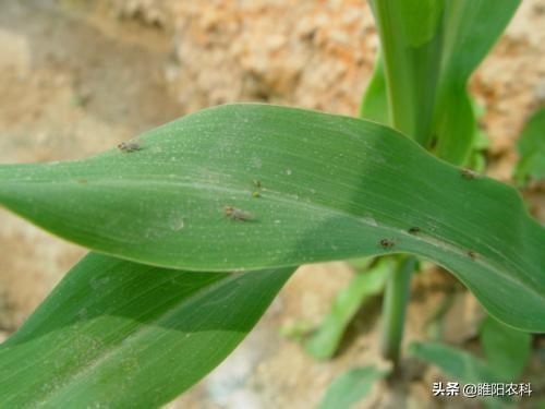 害虫的危害和防治方法，防治蚜虫、粉虱、飞虱最经典的药剂