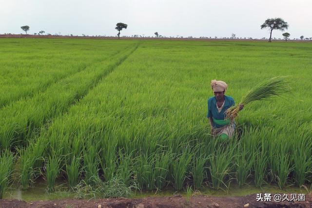 印度蛇为什么是保护动物，印度每年4.59万人死于蛇咬