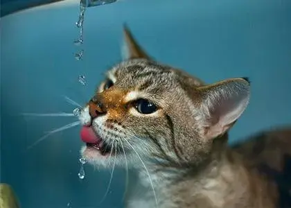 猫鼻子干怎么回事，为什么猫咪的鼻子一直是湿的