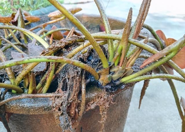 睡莲怎样种植，睡莲怎样种植家庭（花朵大色彩丰富很漂亮）