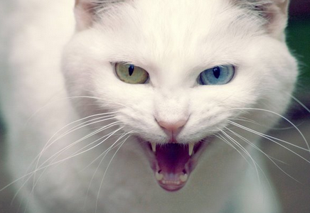 猫咪讨厌你的表现，猫咪讨厌你的五个表现（猫咪出现这6种“现象”）