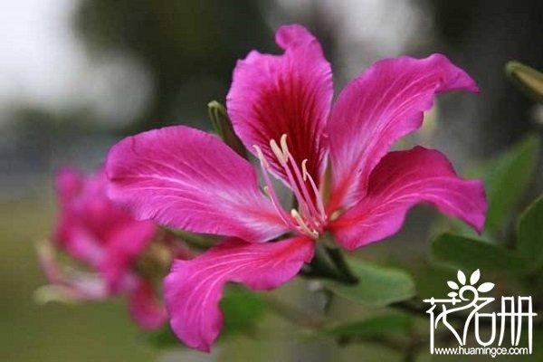 紫荆花寓意 象征，紫荆花的寓意 诗（香港的市花紫荆花）